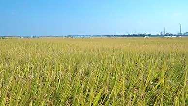 秋天风吹动的水稻田视频的预览图
